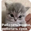 AaYEbbj_by_achestickbot 10