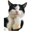 Gatos traviesos😹💞1🇵🇪Clásica 14
