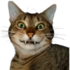 Gatos traviesos😹💞1🇵🇪Clásica 15