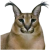 Gatos traviesos😹💞1🇵🇪Clásica 16