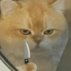 Gatitos enojados😡🐱 8