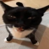 Gatitos enojados😡🐱 9