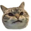 Gatos traviesos😹💞1🇵🇪Clásica 18