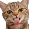 Moods Gatitos 🐱 8