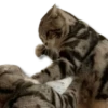 Moods Gatitos 🐱 9