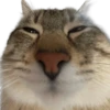 Moods Gatitos 🐱 10