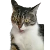 Gatos traviesos😹💞1🇵🇪Clásica 19