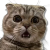 Moods Gatitos 🐱 11