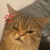 Gatitos enojados😡🐱 10