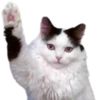 Gatos traviesos😹💞1🇵🇪Clásica 20