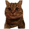 Gatos traviesos😹💞1🇵🇪Clásica 21