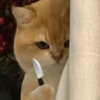 Gatitos enojados😡🐱 11