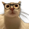Moods Gatitos 🐱 12