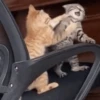 Gatos🐱 23