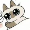 Shiro_Cat_@zigou23 20