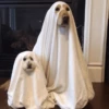 Halloween Animal🎃🔮 10