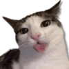 Moods Gatitos 🐱 13