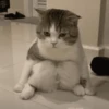 Gatos🐱 24