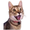 Gatos traviesos😹💞1🇵🇪Clásica 22