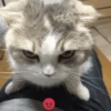 Gatos🐱 25