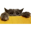 Gatos traviesos😹💞1🇵🇪Clásica 23