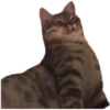 Gatos traviesos😹💞1🇵🇪Clásica 24