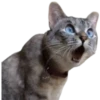 Gatos traviesos😹💞1🇵🇪Clásica 25