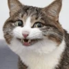 Gatos🐱 26