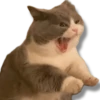 Moods Gatitos 🐱 15