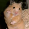 Hamster 2 24