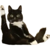 Gatos traviesos😹💞1🇵🇪Clásica 26