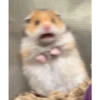 Hamster 2 27