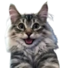 Gatos traviesos😹💞1🇵🇪Clásica 27
