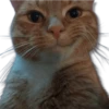 Moods Gatitos 🐱 16
