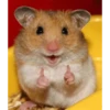 Hamster 2 28