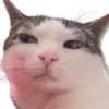Moods Gatitos 🐱 17