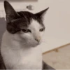 Gatitos enojados😡🐱 14