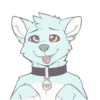 Pup 29