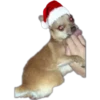 Stickers Navideños 🎄 5 28
