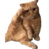 Gatos traviesos😹💞1🇵🇪Clásica 29