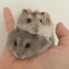 Hamster Gemoy 5