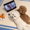 🐶 TÚ Y YO VERSIÓN PERRITOS 🐾 5
