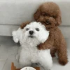 🐶 TÚ Y YO VERSIÓN PERRITOS 🐾 6