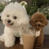 🐶 TÚ Y YO VERSIÓN PERRITOS 🐾 7