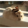 Hamster Gemoy 7