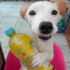 🐶 PERRO SONRIENTE MOODS 🐾 5