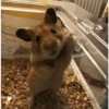 Hamster Gemoy 8