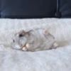 Hamster Gemoy 9