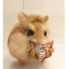 Hamster Gemoy 10