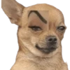 Waos - Perro con cejas🐶 7